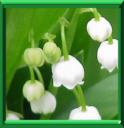 CLOCHETTE DES BOIS - CONVALLARIA MAJALIS