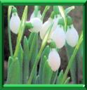 CLOCHETTE D'HIVER - GALANTHUS NIVALIS
