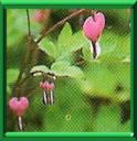 COEUR DE JEANNETTE - DICENTRA SPECTABILIS