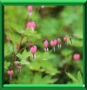 COEUR DE MARIE - DICENTRA SPECTABILIS