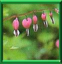 COEUR SAIGNANT - DICENTRA SPECTABILIS
