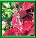 COLEUS - COLEUS ou SOLENOSTEMON