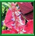 COLIOLE - COLEUS ou SOLENOSTEMON