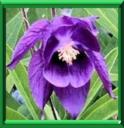 COLOMBINE - AQUILEGIA VULGARIS