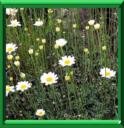CHRYSANTHEME INSECTICIDE - TANACETUM ou CHRISANTHEMUM CINERARIIFOLIUM