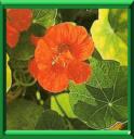 CAPUCINE - TROPAEOLUM MAJUS