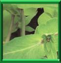 CHASSE-TAUPE - EUPHORBIA LATHYRIS