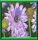 CIGALINE - CATANANCHE CAERULEA