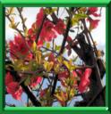 COGNASSIER A FLEURS - CHAENOMELES JAPONICA ou CHAENOMELES SPECIOSA