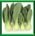 CHOU CHINOIS - BRASSICA RAPA Variété Chinensis ou Pekinensis