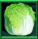 CHOU DE PEKIN - BRASSICA RAPA Variété Pekinensis