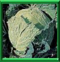 CHOU DE SAVOIE - BRASSICA OLERACEA Variété SABAUDA