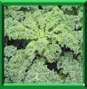 CHOU FRISE - BRASSICA OLERACEA - Variété ACEPHALA