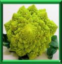 CHOU ROMANESCO - BRASSICA OLERACEA Variété BOTRYTIS