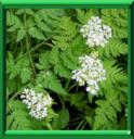CERFEUIL D'ESPAGNE - MYRRHIS ODORATA