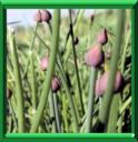 CIVETTE - ALLIUM SCHOENOPRASUM