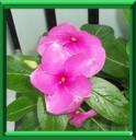 CATHARANTHE - CATHARANTHUS ROSEUS ou VINCA ROSEA