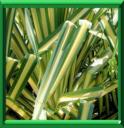 CHANVRE DE MAURICE - FURCRAEA FOETIDA ou GIGANTEA