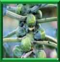 CHOU AUX MILLE TETES - BRASSICA OLeRACEA Variété GEMMIFERA