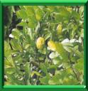 COMBAVA - CITRUS HYSTRIX