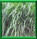 CANNE DE PROVENCE - ARUNDO DONAX
