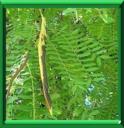 CAROUGE A MIEL - GLEDITSIA TRIACANTHUS