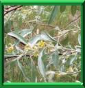CHALEF A FEUILLES ETROITES - ELAEAGNUS ANGUSTIFOLIA
