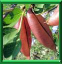 CLOQUETTE - COLUTEA ARBORESCENS