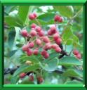 CLAVALIER - ZANTHOXYLUM PIPERITUM