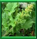 CHENOPODE BON HENRI - CHENOPODIUM BONUS HENRICUS