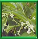 CESTREAU NOCTURNE - CESTRUM NOCTURNUM