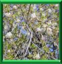 CHEVREFEUILLE D'HIVER - LONICERA FRAGANTISSIMA