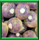 CHOU SUEDOIS - BRASSICA NAPUS Variété NAPOBRASSICA