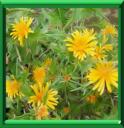 CARDOUSSE - SCOLYMUS HISPANICUS