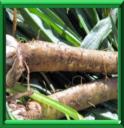 CERCIFIS COMMUN - TRAGOPOGON PORRIFOLIUS