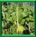 CARDE - BETA VULGARIS