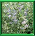 CARYOPTERIS - CARYOPTERIS X CLANDONENSIS