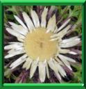 CHARDONNETTE - CARLINA ACAULIS