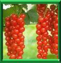 CASTILLIER - RIBES RUBRUM