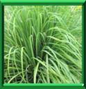 CITRONNELLE DE JAVA - CYMBOPOGON CITRATUS
