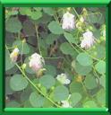 CAPRIER COMMUN - CAPPARIS SPINOSA