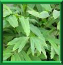 CARDAMOME DE MALABAR - ELETTARIA CARDAMOMUM