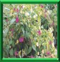 CLAVILLIA - MIRABILIS JALAPA