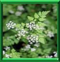 CERFEUIL DES JARDINS - ANTHRISCUS CEREFOLIUM