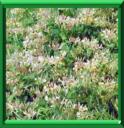 CHEVREFEUILLE DES JARDINS - LONICEFERA CAPRIFOLIUM