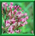 CENTRANTHE ROUGE - CENTRANTHUS RUBER