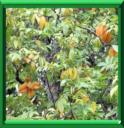 CARAMBOLE - AVERRHOA CARAMBOLA