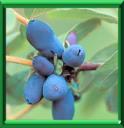 CHEVREFEUILLE DU KAMTCHATKA - LONICERA KAMTSCHATICA