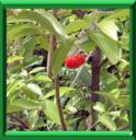 CERISIER DES BARBADES - MELPIGHIA PUNICIFOLIA ou GLABRA