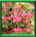CAPRENOTIER - EUONYMUS EUROPAEUS